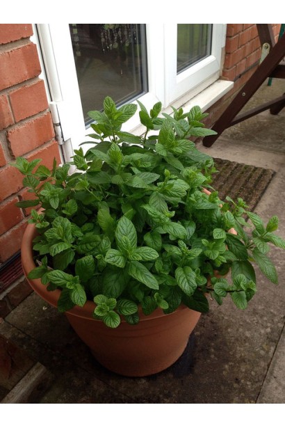 М’ята перцева Грейпфрутова посадка